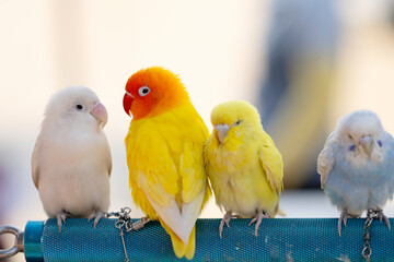 cute yellow parrots on a branch