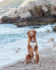 A poised Nova Scotia Duck Tolling Retriever sits on a pebble beach. The dog's watchful eyes are set against the dynamic seaside landscape