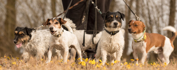 A pack Jack Russell Terrier. Dog sitter is walking with many dogs on a leash in the beautiful...