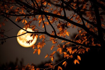 Fall Harvest Moon Through Branches Shows The Full Moon Seen Through Autumn Leaves