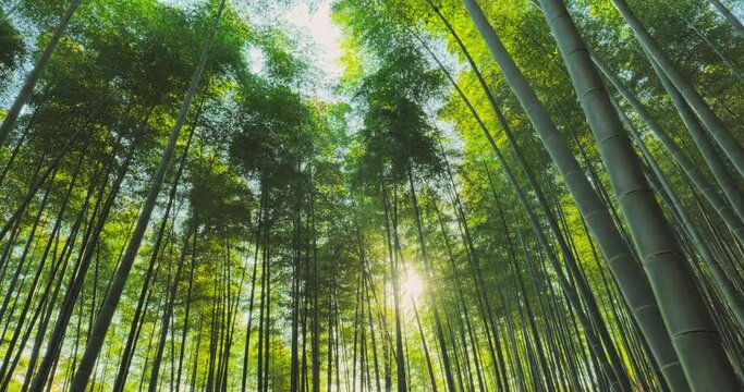 walking in the bamboo forest steadicam shot,camera moving sideways sunrays shining through wood trees,arashiyama grove sagano japan