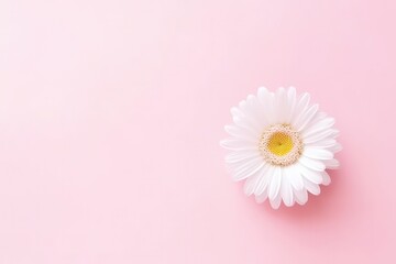 Minimal Concept With White Daisy Flowers On Pale Pink