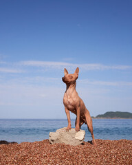 An American Hairless Terrier stands on a rock, basking in the sun by the sea. Calm dog against the...
