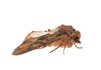 Beautiful arches moth isolated on white background, Mniotype satura