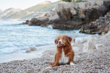 A young Nova Scotia Duck Tolling Retriever on a rocky shore, gazing away thoughtfully. Dog at water 