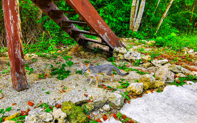 Little gray fox in tropical jungle nature in Tulum Mexico.