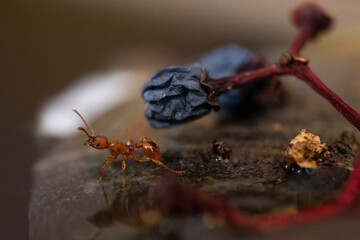 Owady - Pasikonik, ważki, mrówki i inne pająki ;)_  - obrazy, fototapety, plakaty