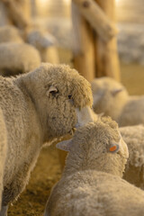 Obraz premium sheep
