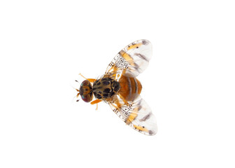 Mediterranean fruit fly isolated on white background, Ceratitis capitata