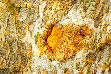 Texture of the bark of a tropical tree jungle Mexico.