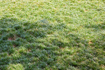Typical uncultivated fresh wild green meadow of Turkey with tufted grass