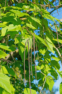 Trompetenbaum, Catalpa, mit Fr&uuml;chten