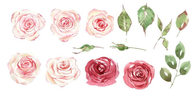 Watercolor EPS pink rose flower and leaf  clipart, minimal vector Flowers illustration decoration of red and peach flowers, leaves, branches for Invitation card, Greeting Card, Banners