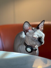 white sphynx cat portrait blue eyes closed sitting in chair indoor office sunbath