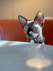 white sphynx cat portrait blue eyes open sitting in chair indoor office 