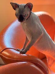 white sphynx cat blue eyes standing on orange chair home office looking down