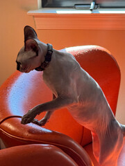 white sphynx cat standing on orange chair home office