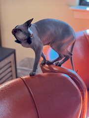 white sphynx cat looking back standing on chair home office