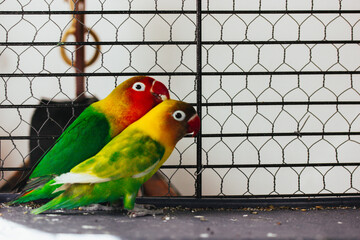 Two little lovebirds together in a cage. Yellow and green birds in love. Nerosier Agapornis parrots. Birds watching, animals care in zoo. Avian family