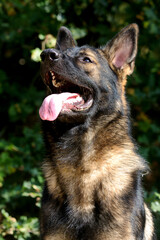 Beautiful German Shepherd looks up