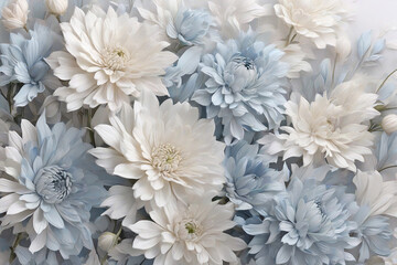 Obraz premium Beautiful white and blue chrysanthemum flowers as background