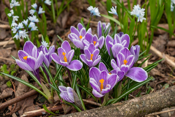 Light blue crocuses spring flower among withered leaves