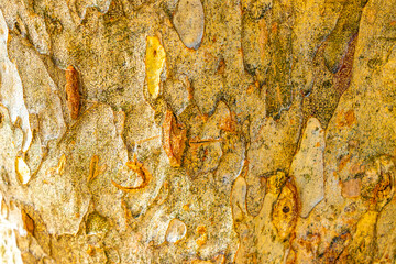 Texture of the bark of a tropical tree jungle Mexico.