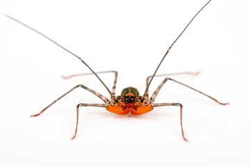 Tailless whip scorpion // Geißelspinne (Damon diadema)
