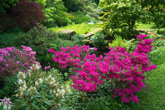 leuchtende, bl&uuml;hende Rhododren im Landschaftspark Schlo&szlig; Dennenlohe