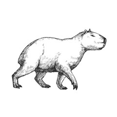 Vector hand-drawn illustration of a capybara in the style of engraving. A sketch of a wild Brazilian animal isolated on a white background. Fauna of South America.