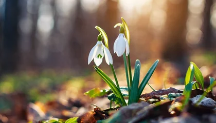 Poster snowdrop in the spring forest © Sawyer