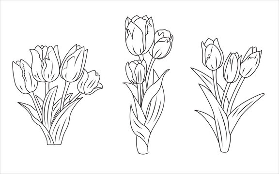 Set of tulip flowers line illustration vector graphic