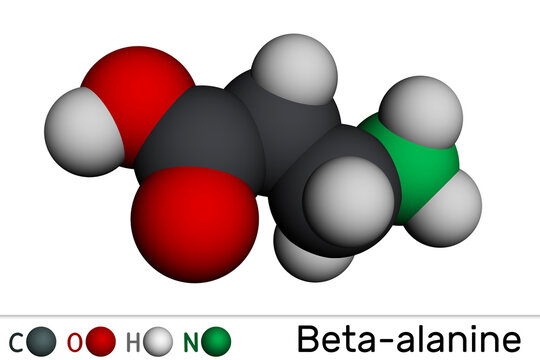 Beta-alanine or &beta;-Alanine molecule. It is naturally occurring beta amino acid. Molecular model. 3D rendering