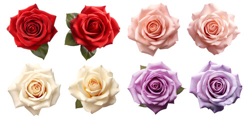 Collection set of red pink cream lavender violet stalk of rose roses flower floral top view on transparent background cutout, PNG file. Mockup template artwork graphic design - obrazy, fototapety, plakaty