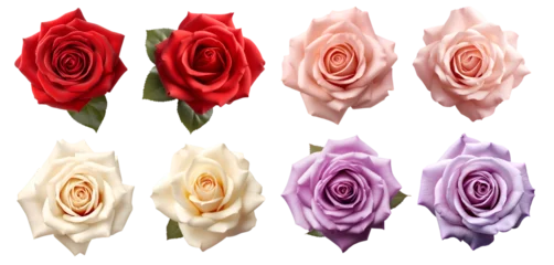 Papier Peint photo Lavable Aube Collection set of red pink cream lavender violet stalk of rose roses flower floral top view on transparent background cutout, PNG file. Mockup template artwork graphic design