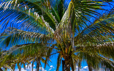 Fototapeta premium Tropical palm trees coconuts blue sky in Tulum Mexico.