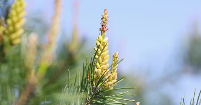 Slow motion video of small young pine cones, spring pine blossom