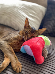 An Abyssinian cat pet sleeping on the sofa