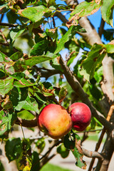 Ripe Apples on Branch in Sunlit Orchard, Eye-Level View