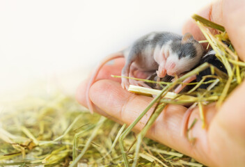 Beautiful blind gray satin mouse, small decorative mouse sleeps on a person's hand with copy space....