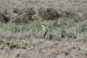 Sociable lapwing (Vanellus gregarius) in breeding habitats with wormwood near the Lake Balkhash, Kazakhstan
