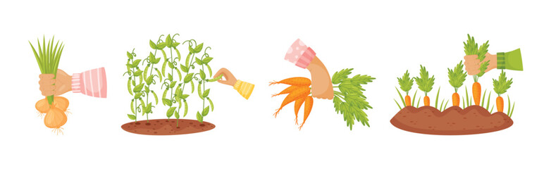 Harvest with Hands Pick and Carry Ripe Crops Vector Set