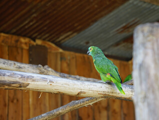 Loro