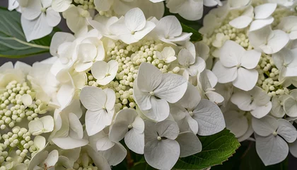  white hydrangea macro photography inflorescences of bobo panicled hydrangea abstract white floral background in high resolution © Raegan