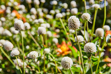 White Clover Blossoms in Lush Garden, Bright Daylight Perspective