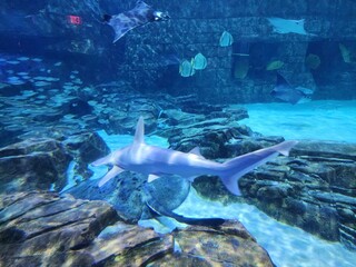 Manta Aquarium Seaworld Orlando Water Azure Shark Requiem shark - obrazy, fototapety, plakaty