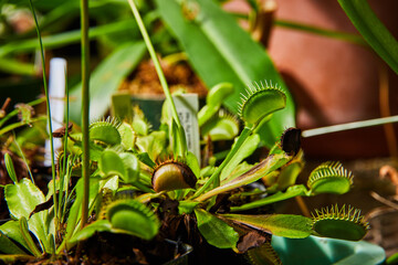 Venus Flytrap Collection in Greenhouse Close-Up