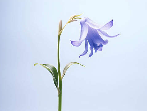 Bluebell flower in studio background, single bluebell flower, Beautiful flower, ai generated image