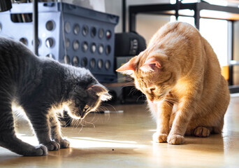 Two cats Ginger orange tabby and Grey Maine coon kitten focusing staring on small moving object...