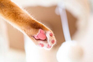 pink soft paw pads of ginger cat on Plush Perch Cat Tree Condo Tower Beige color. Playful orange tabby kitty on cozy pet space with hanging fur ball toy for background close up toe bean say hello